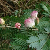 Calliandra surinamensis Benth.